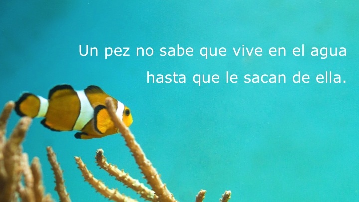 Pez fuera del agua